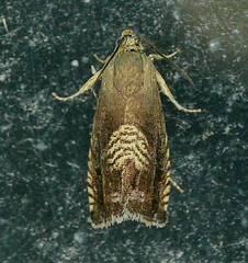 Grapholita tristrigana