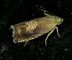 Grapholita tristrigana