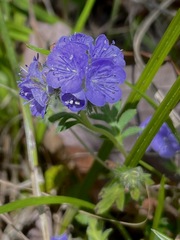 Phacelia maculata