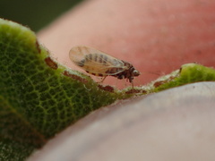 Ceanothia ceanothi
