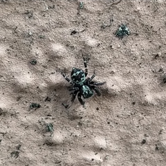 Salticidae