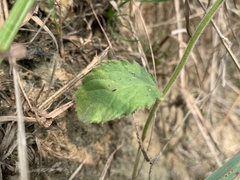 Blumea oblongifolia