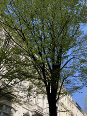 Carpinus betulus