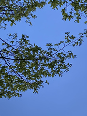 Carpinus betulus