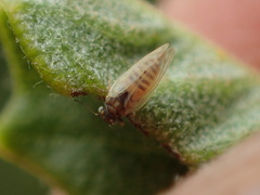 Ceanothia ceanothi