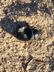 Stenomorpha marginata