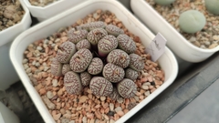 Conophytum minimum