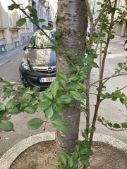 Carpinus betulus