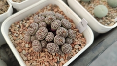 Conophytum minimum