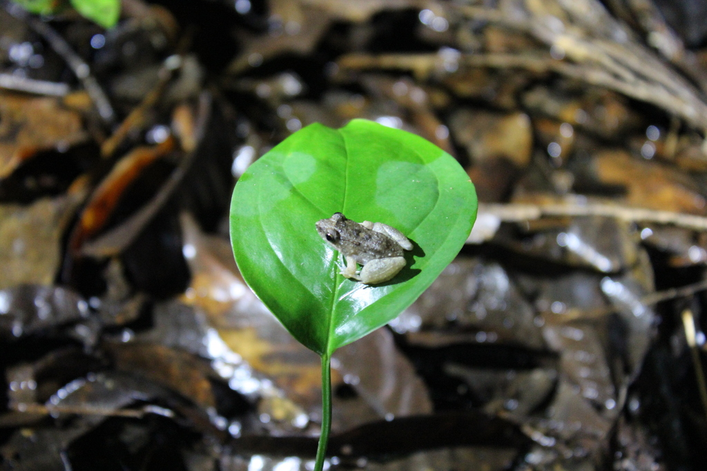 Chico Mendes' Terrestrial Nest-Building Frog