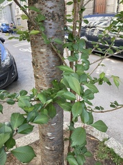 Carpinus betulus
