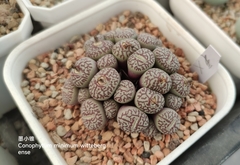 Conophytum minimum