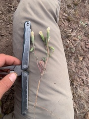 Chaenactis macrantha