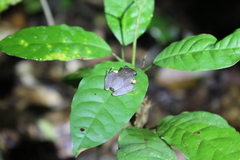 Pristimantis skydmainos