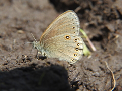 Coenonympha haydenii