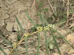 Euphorbia bifida