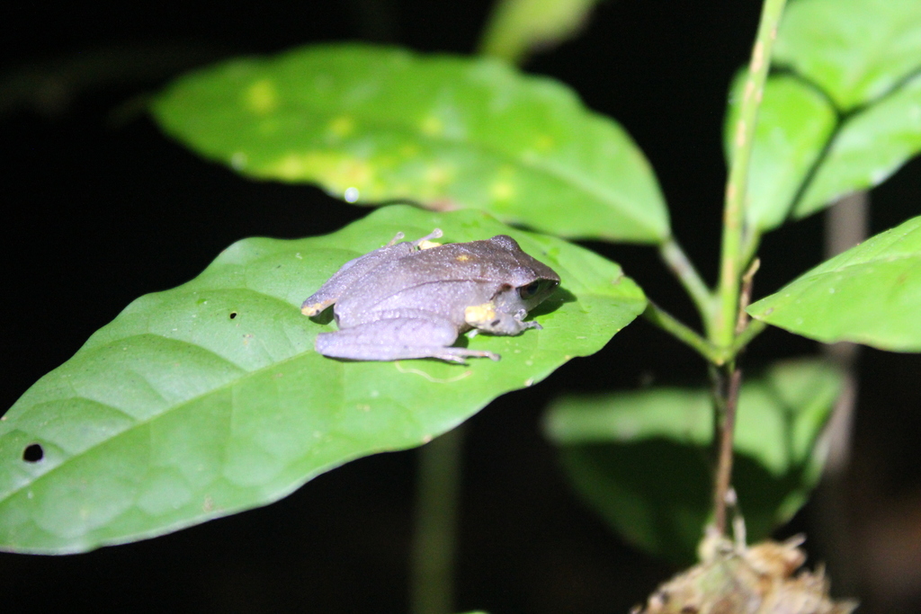 Manu Robber Frog