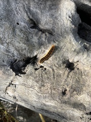 Malacosoma constricta