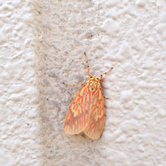 Barsine striata