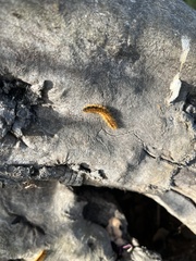 Malacosoma constricta