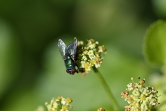 Lucilia