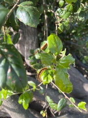 Malacosoma constricta