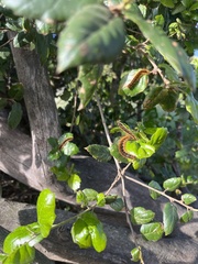 Malacosoma constricta