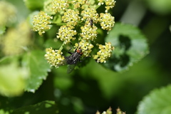 Sarcophagidae