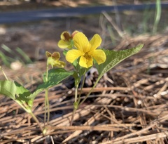 Viola lobata integrifolia