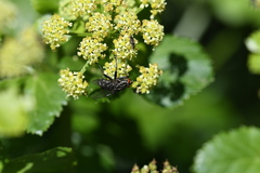 Sarcophagidae