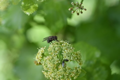 Brachycera