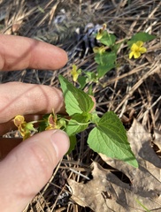 Viola lobata integrifolia