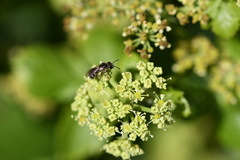Anthophila