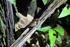 Hamptophryne boliviana