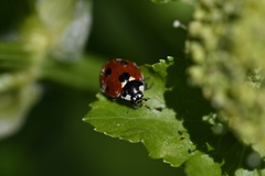 Coccinella septempunctata