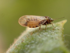 Ceanothia ceanothi