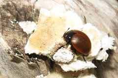 Aegithus clavicornis