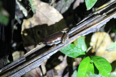 Hamptophryne boliviana
