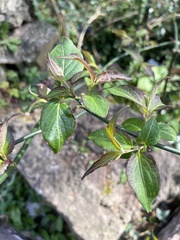 Leycesteria formosa