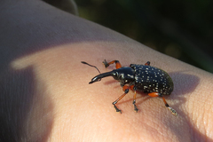Heilipodus erythropus
