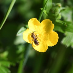Anthophila