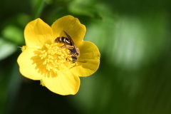 Anthophila