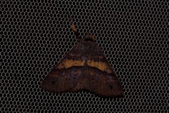 Ophyx eurrhoa