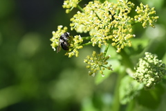 Andrena cineraria