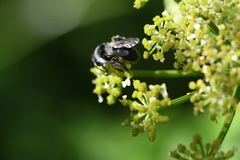 Andrena cineraria