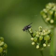 Brachycera