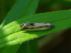Eucosma radiatana