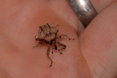 Oemethylus triangularis