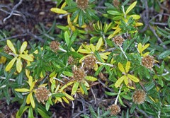Chiliotrichum diffusum