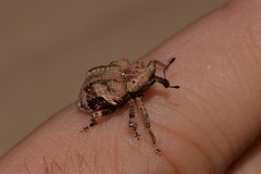 Oemethylus triangularis